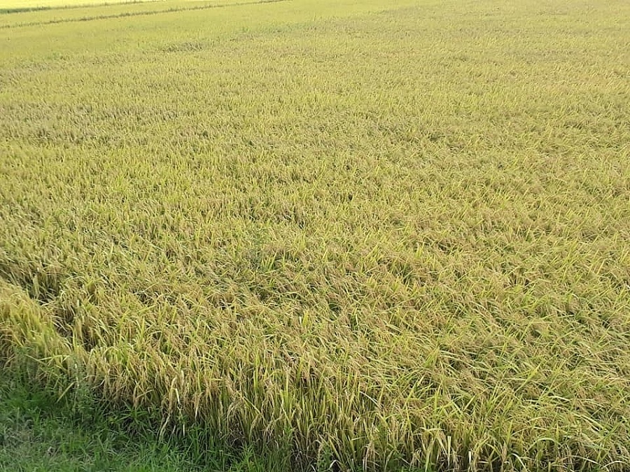 Giá lúa gạo hôm nay ngày 13/10: Tiếp tục giữ ổn định