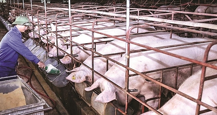 Giá lợn hơi hôm nay 14/10: Tiếp đà giảm sâu, miền Bắc xuất hiện mức 62.000 đồng/kg