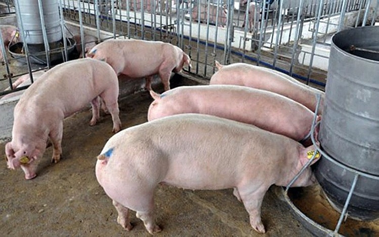 Giá lợn hơi hôm nay 28/10: Tăng giá ở nhiều địa phương trên cả nước