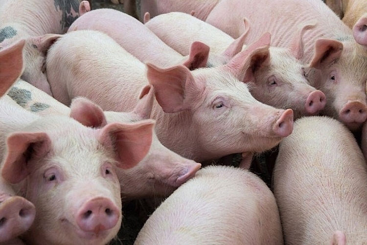 Giá lợn hơi hôm nay 3/11: Giảm nhẹ tại một số địa phương