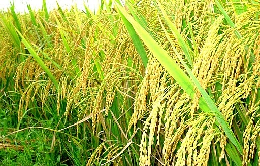 Giá lúa gạo hôm nay ngày 18/11: Giá lúa gạo đi ngang