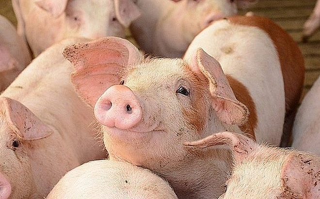 Giá lợn hơi hôm nay 23/12: Tiếp đà tăng, có địa phương chạm mức 77.000 đồng/kg