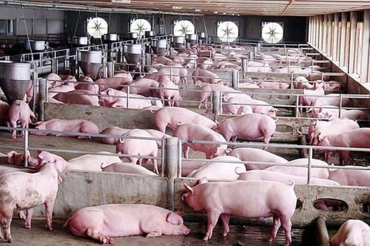 Giá lợn hơi hôm nay 22/2: Tiếp tục giảm từ 1.000 đến 2.000 đồng/kg ở một vài tỉnh thành