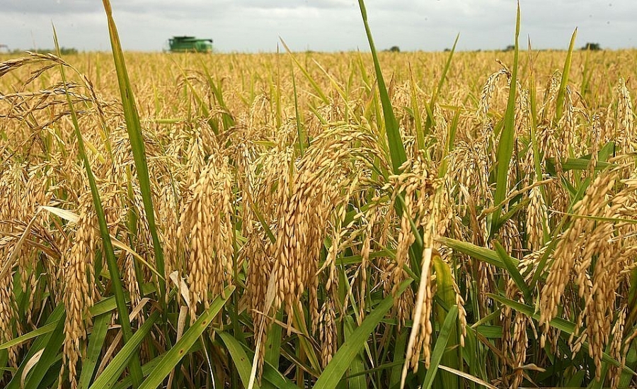 Giá lúa gạo hôm nay 7/3: Cuối tuần giao dịch chậm, giá lúa gạo đi ngang