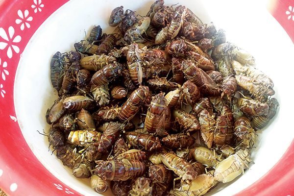 Việt Nam xuất khẩu thực phẩm làm từ côn trùng vào EU