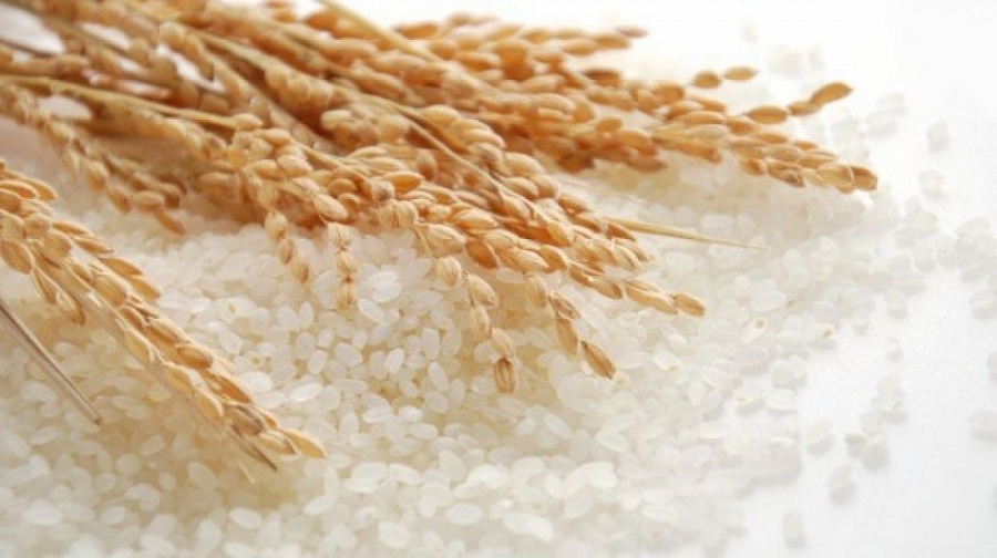 Giá lúa gạo hôm nay 12/4: Đầu tuần giao dịch chậm, giá lúa gạo đi ngang