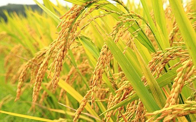 Giá lúa gạo hôm nay 22/4: Giá lúa gạo ổn định ở mức thấp so với đầu tháng 3