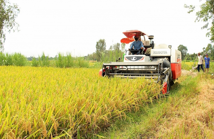 Giá lúa gạo hôm nay 26/4: Cuối vụ thu hoạch Đông xuân, giá lúa vững