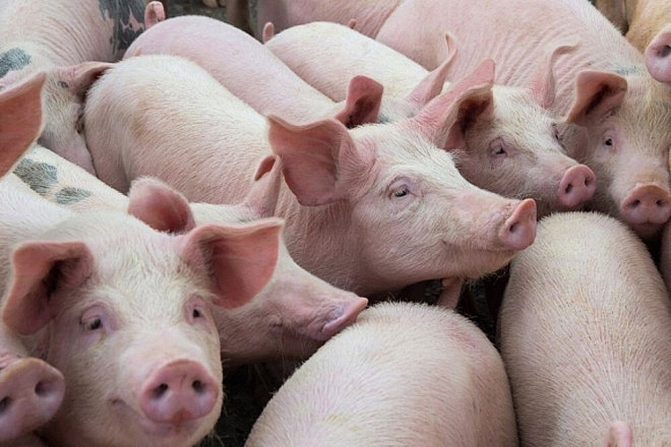 Giá lợn hơi hôm nay 19/5: Điều chỉnh trái chiều trong khoảng 1.000 - 5.000 đồng/kg trên cả ba miền
