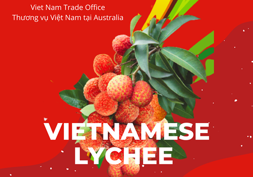Khoảng 100 tấn quả vải Việt Nam dự kiến sẽ lần lượt được xuất khẩu sang các bang Nam Úc và Tây Úc
