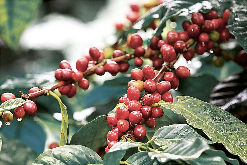 Cà phê Việt tăng thị phần tại thị trường Hy Lạp