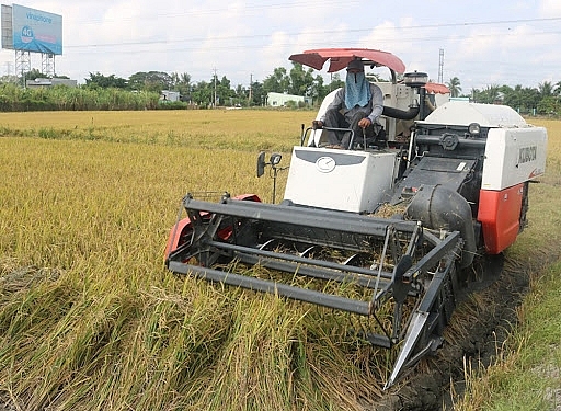 Giá lúa gạo hôm nay 30/6: Áp lực cạnh tranh lớn, giá gạo xuất khẩu giảm thêm 5 USD/tấn