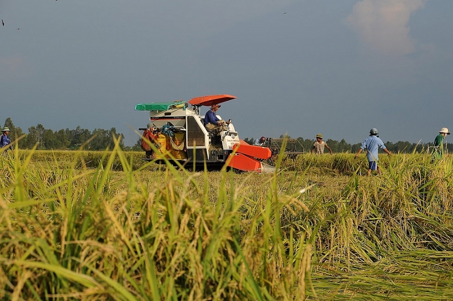 Giá lúa gạo hôm nay 24/7: Giá lúa gạo tăng giảm trái chiều