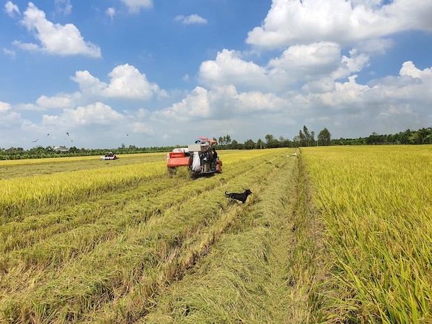 Giá lúa gạo hôm nay 1/7: Giá gạo Việt vượt gạo Thái 8 USD/tấn