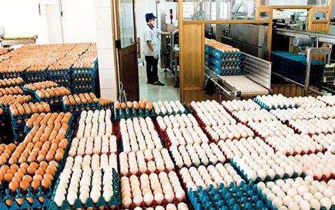 Bộ Công Thương ban hành Quy định mới về ngạch thuế quan nhập khẩu muối và trứng gia cầm