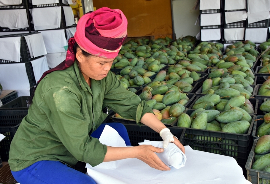 Thị trường CPTPP ưa chuộng hàng hóa Việt Nam