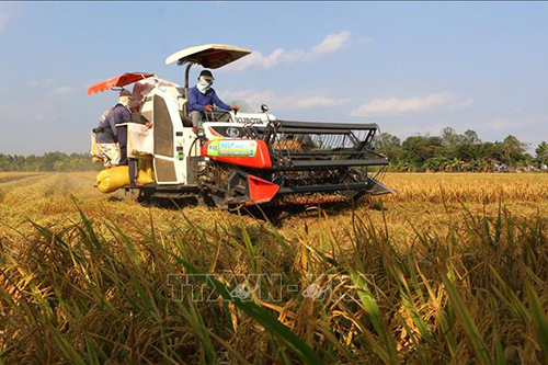 Thị trường nông sản tuần qua: Giá lúa gạo tiếp tục giảm