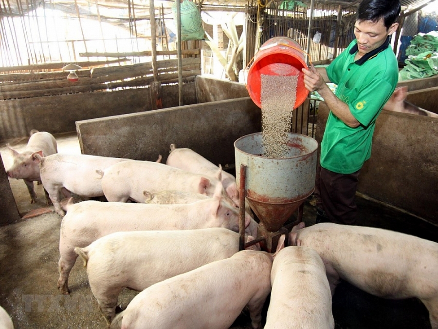 Bộ Công Thương khuyến cáo xuất khẩu lợn sang Campuchia theo đường chính ngạch