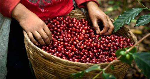 Giá nông sản hôm nay 19/6/2021: Cà phê tăng mạnh, tiêu cao nhất đạt 74.500 đồng/kg