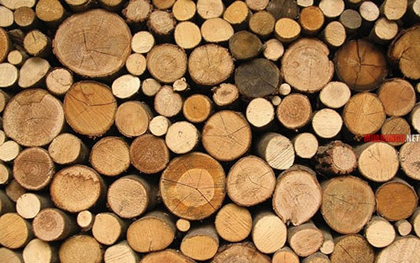 Indonesia đã vận chuyển gỗ hợp pháp được chứng nhận trị giá hơn 1 tỷ euro sang EU